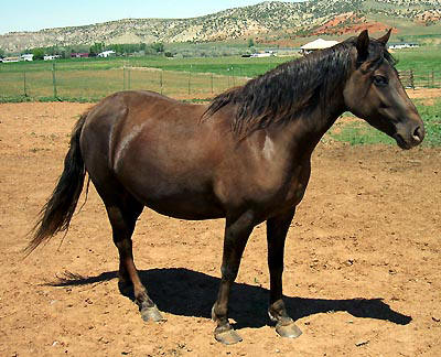 Dark brown mare with mountains in the background