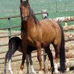 Mare feeding foal