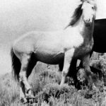 Chingadero (Ketchum x Haager) 1953 smoky cream stallion