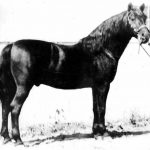 Flyhawk Go Hawk x Florette) 1926 black stallion