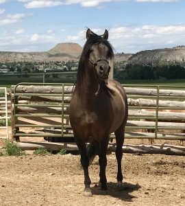 Dark horse standing at a ranch 