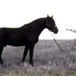 H-Saracen (Chingadero x Teal Eye) 1974 smoky black stallion