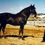 Stetson (Flyhawk x Sentola) 1944 chestnut stallion