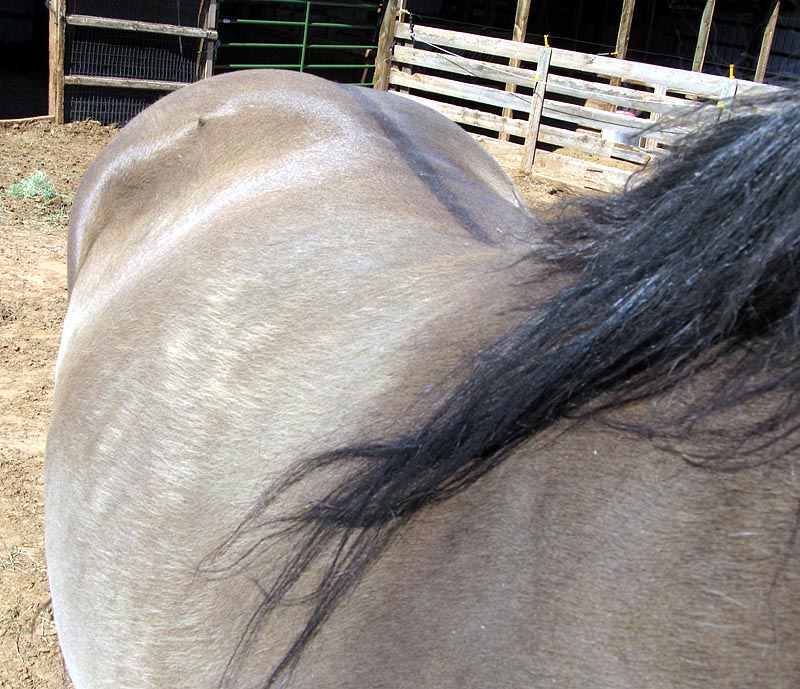 ABOUT THE DUN GENE - Bar None Morgan Ranch