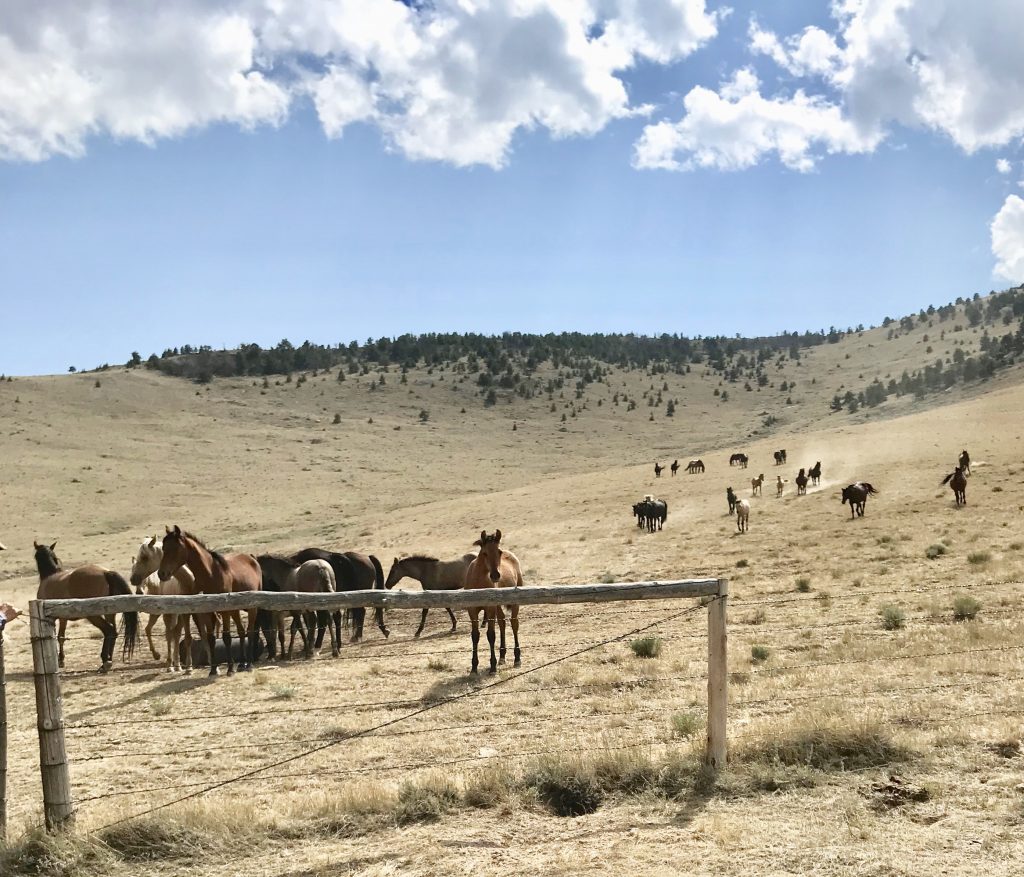 Horses running on open field