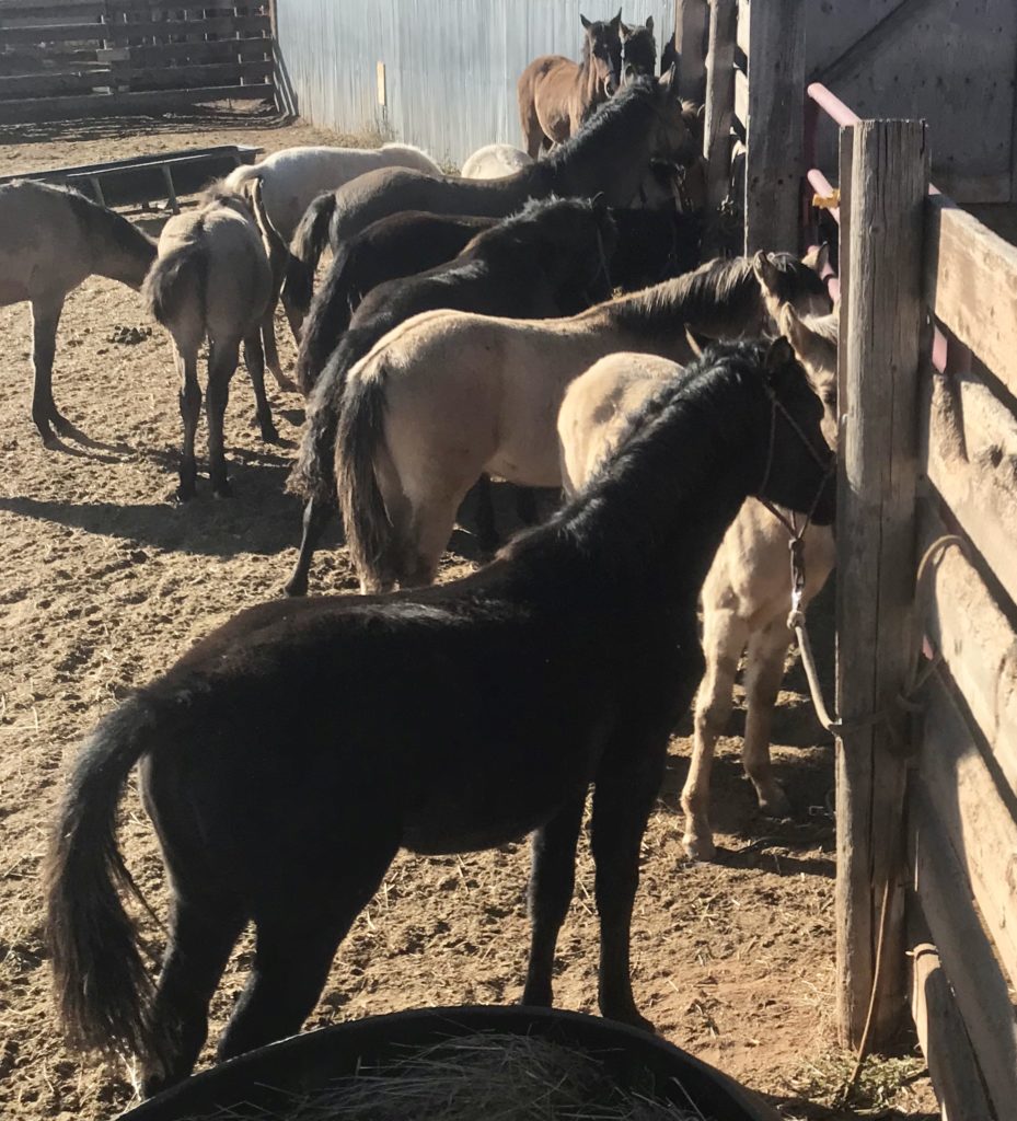 Horse foals lined up on fence